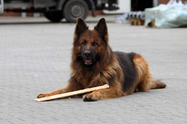 William, Security